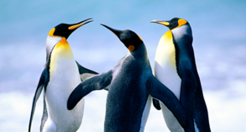 Penguins!